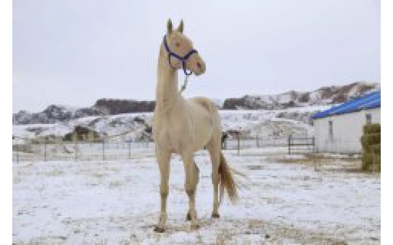 21ƥ��Ѫ�����뾳   ������³ľ�뺹Ѫ�����ذ���