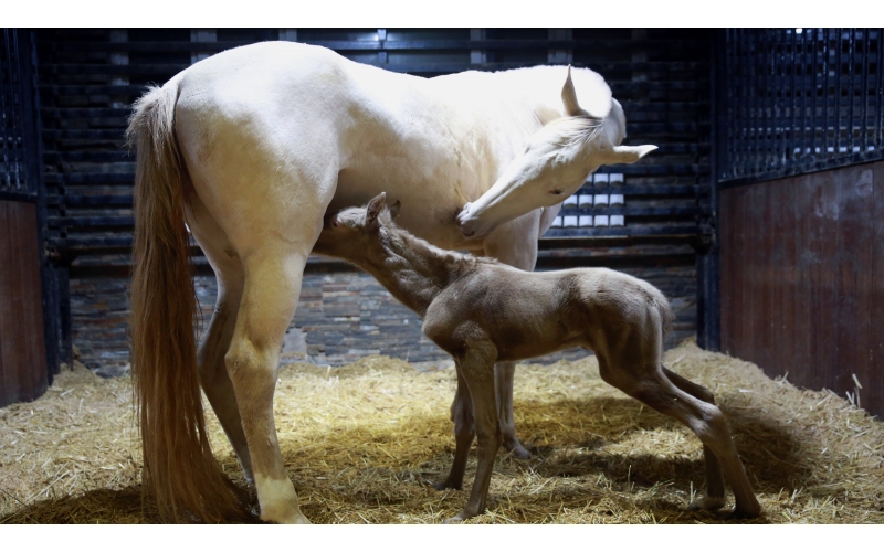 ��ϲ | �״ζ��콵��С��Ѫ���ԣ�