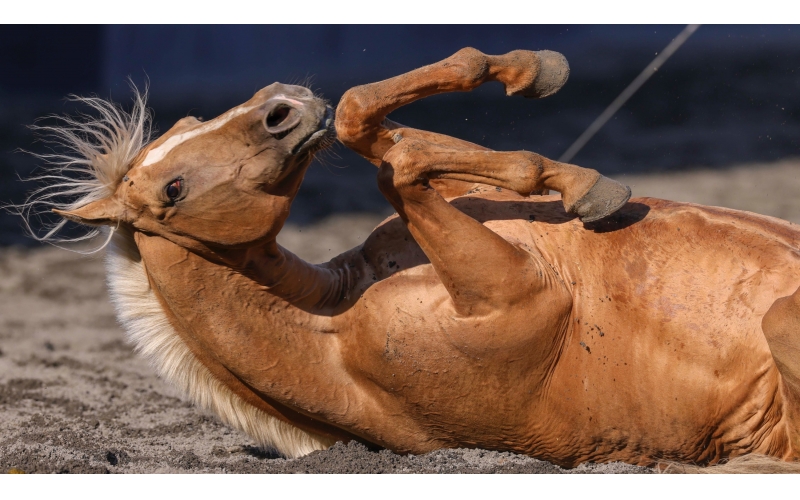 ��Ѫ��������