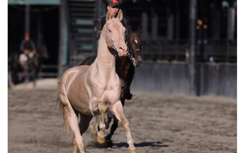 ��Ѫ������